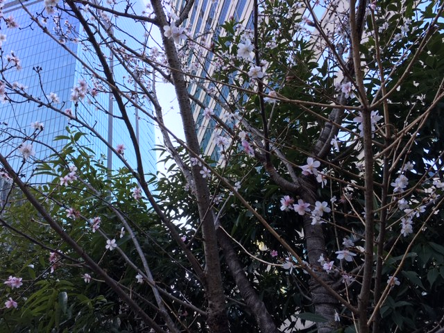早起きの桜。　Early bird