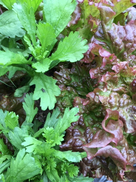 家庭菜園、流行る。 Lettuce