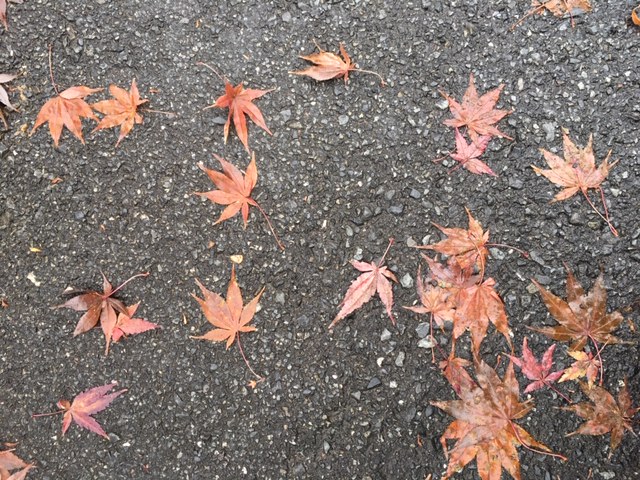 美しい濡れ落ち葉。　Fallen leaves