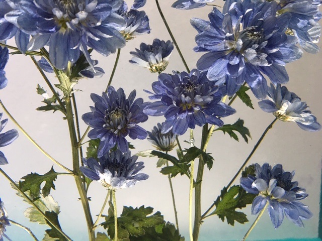 青いキク。 Blue chrysanthemum