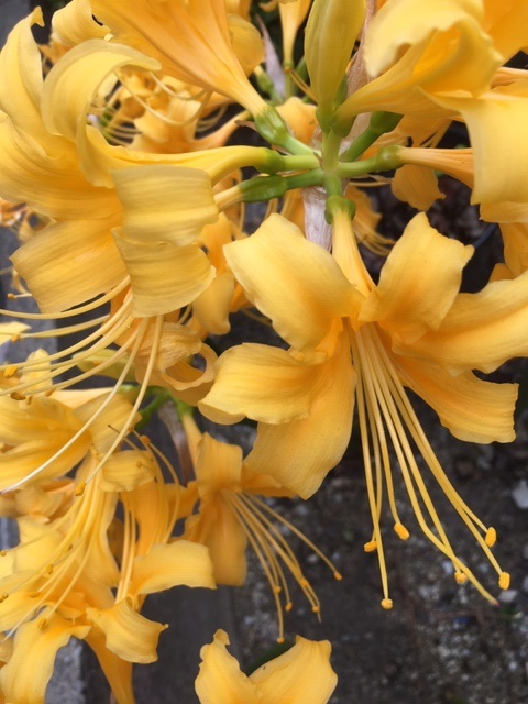 黄色もあるとは。 Yellow spider lily
