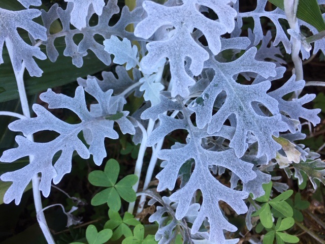 白。 White leaves