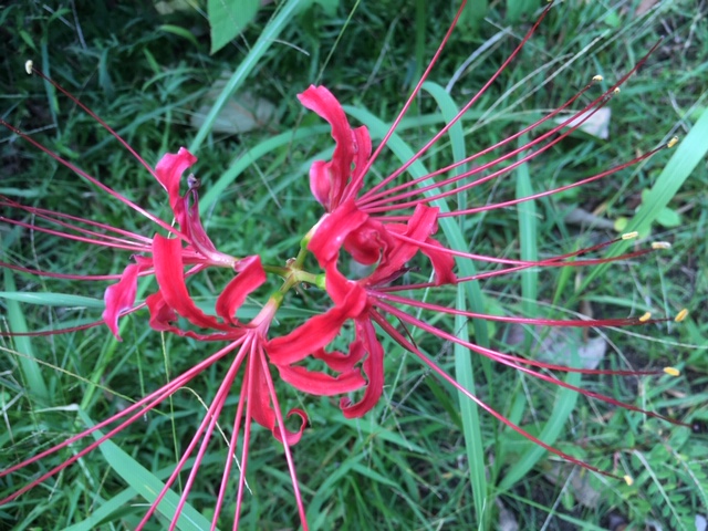 彼岸花。Red spider lily