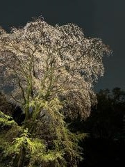 枝垂れ桜。In the rainy night