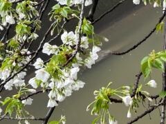 せっかち。 Sakura white blossoms