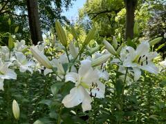 歩く姿は。 White lilies