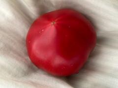 ホワイト・スター。 Kumamoto Shio Tomato